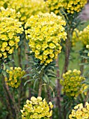 EUPHORBIA CHARACIAS LAMBROOK GOLD