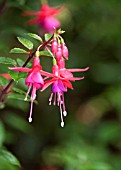 FUSCHIA BRILLIANT