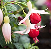 FUSCHIA CELIA SMEDLEY