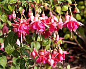 FUSCHIA GARDEN NEWS