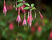 FUSCHIA HOWLETTS HARDY