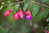 FUSCHIA MRS POPPLE