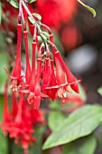 FUSCHIA DENTICULATA