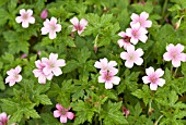 GERANIUM X OXONIANUM ROSE CLAIR