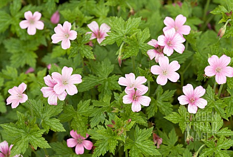 GERANIUM_X_OXONIANUM_ROSE_CLAIR