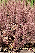 HEUCHERA CHOCOLATE RUFFLES