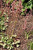 HEUCHERA PLUIE DE FEU