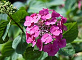 HYDRANGEA MACROPHYLLA OAMANCHA