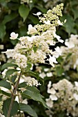 HYDRANGEA PANICULATA UNIQUE