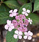 HYDRANGEA SERRATA  BLUEBIRD