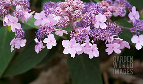 HYDRANGEA_VILLOSA