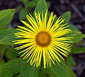 INULA HOOKERI