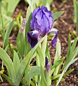 IRIS BLUE PYGMY