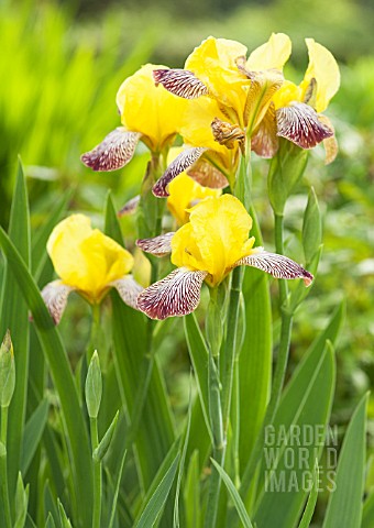 IRIS_GRACCHUS