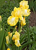 IRIS LEMON BROCADE