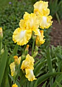 IRIS LEMON BROCADE