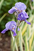 IRIS PALLIDA VARIEGATA