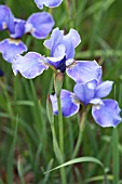 IRIS SIBIRICA SILVER EDGE