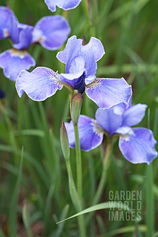 IRIS_SIBIRICA_SILVER_EDGE