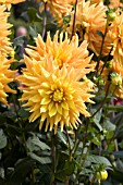 DAHLIA HAPET GOLD