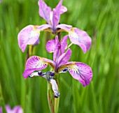 IRIS SIBIRICA SPARKLING ROSE