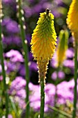 KNIPHOFIA BRIMSTONE