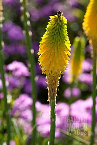 KNIPHOFIA_BRIMSTONE