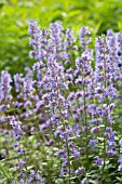 NEPETA DROPMORE BLUE