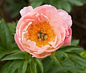 PAEONIA CORAL SUNSET