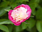 PAEONIA LACTIFLORA SANTA FE