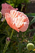 PAPAVER TURKISH DELIGHT