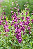 PENSTEMON PURPLE PASSION