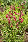 PENSTEMON SCHOENHOLZERI