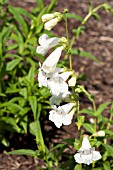 PENSTEMON WHITE BEDDER