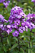 PHLOX PANICULATA BLUE PARADISE