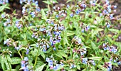 PULMONARIA LONGIFOLIA MADO