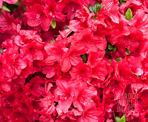 RHODODENDRON_MOTHERS_DAY