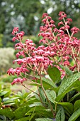 RODGERSIA PINNATA CRUG CARDINAL