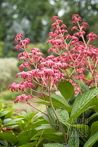 RODGERSIA_PINNATA_CRUG_CARDINAL