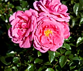 ROSA INDIANNA MAE