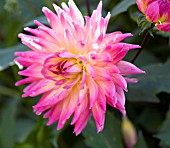 DAHLIA BUGA MUNCHEN 2005