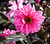 DAHLIA FASCINATION