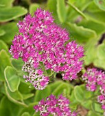 SEDUM SPECTABILE METEOR