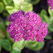 SEDUM SPECTABILE NEON