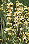 SISYRINCHIUM STRIATUM AUNT MAY