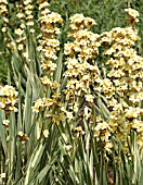 SISYRINCHIUM STRIATUM AUNT MAY