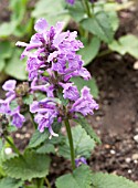 STACHYS MACRANTHA ROBUSTA