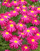 TANACETUM BRESSINGHAM RED