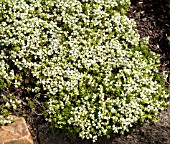 THYMUS SERPYLLUM ALBUS