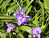 TRADESCANTIA X ANDERSONIANA ISIS